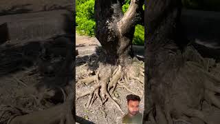 Bonsai farm see how to grow at home shortstory surajroxfunnyvibeo vikram shorts [upl. by Nagar]