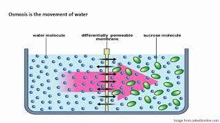 chapter 42 Diffusion Osmosis Bulk Transport and Active Transport [upl. by Arthur377]