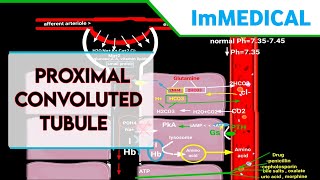 proximal convoluted tubule physiology in Urdu amp Hindioverview of reabsorption in PCT renalsystem [upl. by Florry]