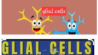 Glial cells Nervous system Nerveamp muscle Physiology MBBS Neet [upl. by Anagrom990]