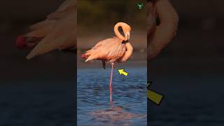 Flamingos’ OneLegged Pose A Genius Survival Trick [upl. by Hallam]