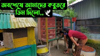 কয় জোড়া কবুতরে ডিম দিলো অবশেষে🕊😅 [upl. by Jovia]