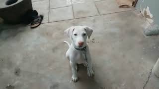 rajapalayam puppy training [upl. by Annavoig]