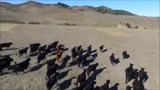 Herding Cattle Using a Drone California USA  New Startup by TravelMagma [upl. by Lluj]