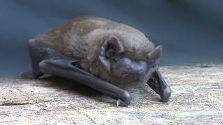 Noctule Bat  The British Mammal Guide [upl. by Lamek440]