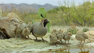 Gambels Quail chicks the first 15 days of life Trail camera macro footage [upl. by Haym]