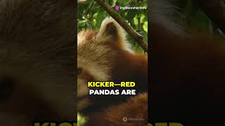 The Cute but Endangered Red Pandas endangeredanimalspandasredpandasanimalsfactslikesubscribe [upl. by Schweitzer]