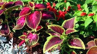 How to Grow Coleus from Seed [upl. by Tertius]