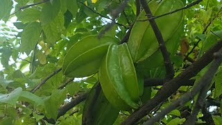 Carambola o Fruta estrella ⭐🍃 [upl. by Naraa933]