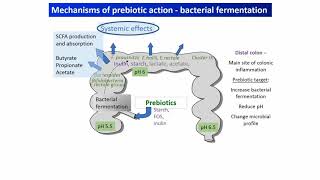 Understanding probiotics and prebiotics mechanisms that drive health benefits [upl. by Anitram]