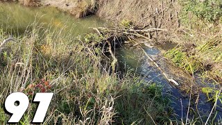 Its Good To Work Together  Manual Beaver Dam Removal No97 [upl. by Crisey]