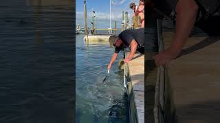 Feeding Tarpon’s in the Keys Robbies [upl. by Clarey]