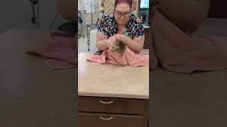 Kitty purrito 🙀vettechlife [upl. by Eirot468]