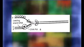 DNA Replication in Eukaryotes [upl. by Gnouhc69]