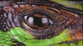 Slow motion clip of a Forest whiptail lizard blinking its eye showing nictitating membrane crossing [upl. by Bryn]