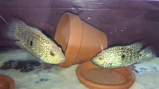 Green texas cichlid breeding pair ESCONDIDO [upl. by Rimaj]