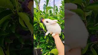 The little rabbit eats fruit rabbit gardencutepets how healing can little animals be [upl. by Sokram]