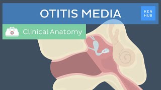 Middle ear infection Otitis media Definition pathogenesis symptoms and treatment  Kenhub [upl. by Bindman]