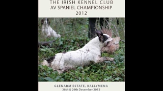 2012 Irish AV Spaniel Championship held at Glenarm Estate [upl. by Clare]