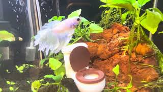 Stop Potty Training Your Fish With NoClean Aquariums [upl. by Demahum]