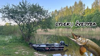 LYDEKŲ ŽVEJYBA SPININGU 2024 [upl. by Eibot55]