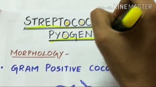 STREPTOCOCCUS PYOGENES  microbiology handwritten notes [upl. by Nahsaj121]