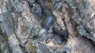 Can I Find Any Isopods In Minnesota In October [upl. by Secilu952]