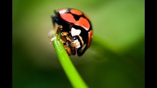 Coccinella 🐞 un insetto simpaticissimo [upl. by Nairrad]