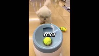 How The Bichon Frise Plays Fetch Indoors mochibichon516 shorts bichonfrise dog pets [upl. by Tarr]