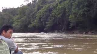 Borneo Wild Pig Hunt on Baram River  Part 1 [upl. by Acinomahs]