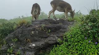 Nilgiri tahr [upl. by Orpheus]