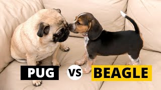 Beagle vs Pug  ¿Cuál se adapta más a mí [upl. by Clovis]