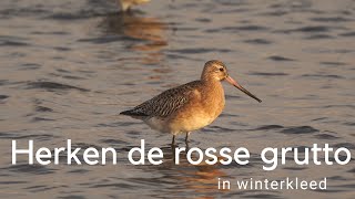 Herken de rosse grutto in winterkleed 794 [upl. by Henriette]