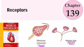 Receptors1  ch139  Neurophysiology  sembulingam physiology [upl. by Ytinav]