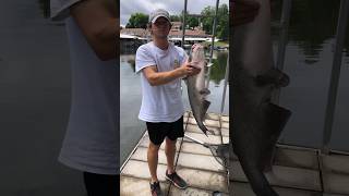 Live Bait Fishing with Big Bluegill and he caught THIS bluecatfish livebaitfishing [upl. by Palila421]