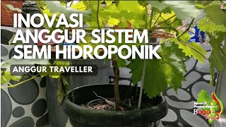 INOVASI Anggur Dengan Sistem HIDROPONIK budidayaanggur urbanfarming anggur hidroponik [upl. by Eelame]