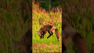 Beautiful Animals Video [upl. by Ario]