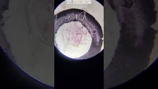 Meiosis under microscope🔬youtube microscopy [upl. by Gillie]