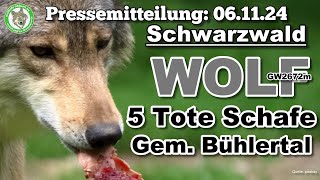 Wolfinfo Aktuell Pressemitteilung WOLF GW2672m 5 tote Schafe Gem Bühlertal [upl. by Sabah910]