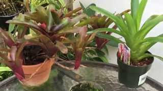 GROWING BROMELIADS FROM SEEDS HOW TO SOW BROMELIAD SEEDS [upl. by Estey]