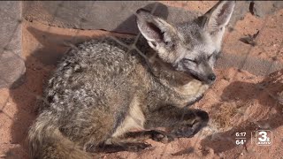 Zach at the Zoo Meet the BatEared Fox [upl. by Eaver]