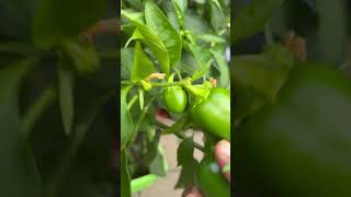 Sweet peppers youtubeshorts garden organicvegtables youtubeislife vegetables [upl. by Aicekat855]