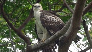 Juvenile CHANGEABLE HAWKEAGLE pale morph drying wings [upl. by Kappenne679]