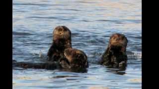 California sea otters a gap in the Point Reyes ecosystem [upl. by Scully570]