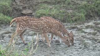 Spotted deer at Mineral licks Reason to visit Nepal [upl. by Hazen]