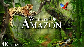 Wildlife of Amazon 4K  Animals That Call The Jungle Home  Amazon Rainforest  Relaxation Film [upl. by Azpurua31]