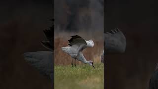 sandhill crane stretch [upl. by Yzus932]