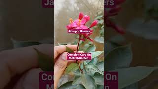 Jatropha Plant October CareTips Jatropha Plant Propagation Shortvideo Trending Gardeningtips [upl. by Ditzel]