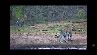 Zwierzęta afrykańskie RPA leopard afrykański201124 [upl. by Chee]