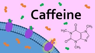 Caffeine and Adenosine Receptors [upl. by Sayre]